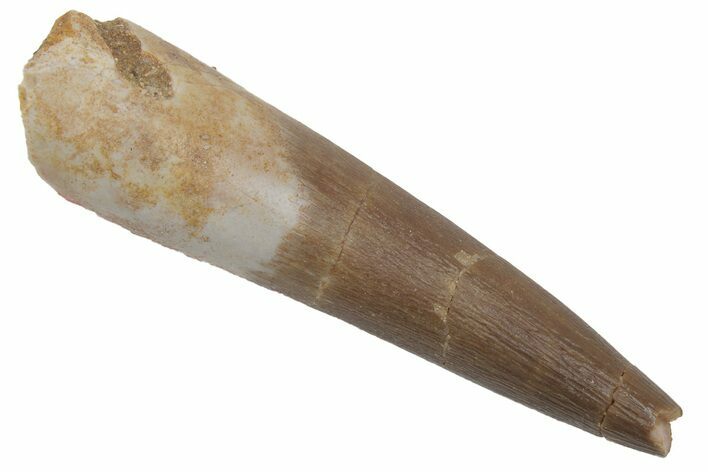 Bargain, Fossil Plesiosaur (Zarafasaura) Tooth - Morocco #215857